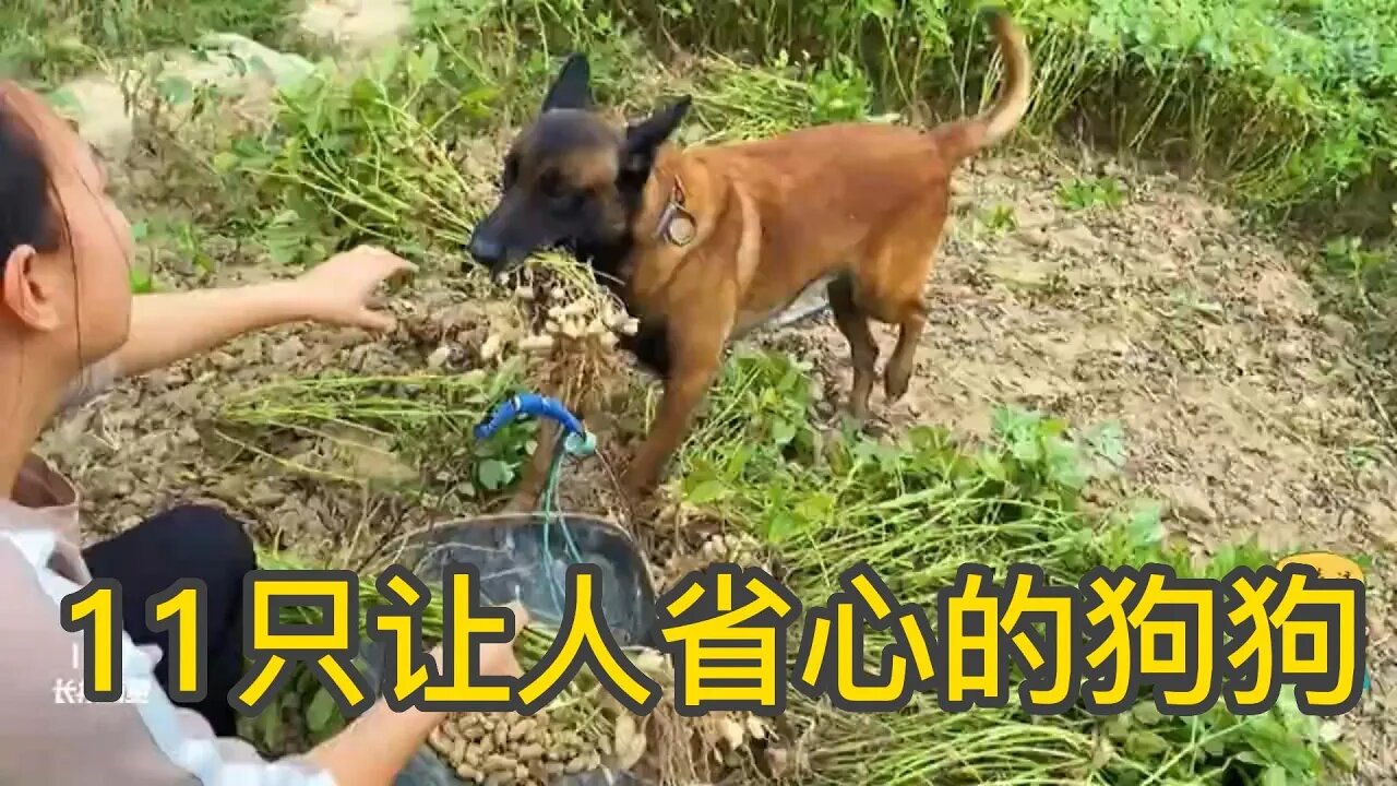 盘点11只让人省心的狗狗，听得懂人话没白疼，看家带娃狗子全搞定