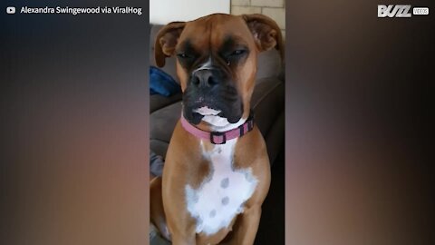 Sleepy dog uses owner's face as pillow