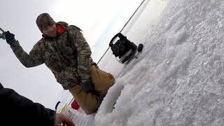 A Big Dumb Sheepshead