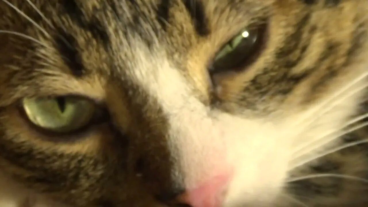 Sweet Cat with Large Eyes