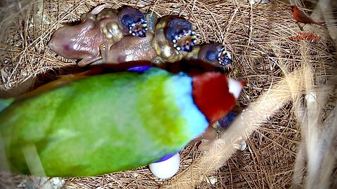 Gouldian Finch Chicks