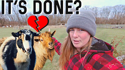 Breeding Season on a Mini Goat Dairy Farm! | Winter is Here!