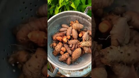 January Turmeric Harvest