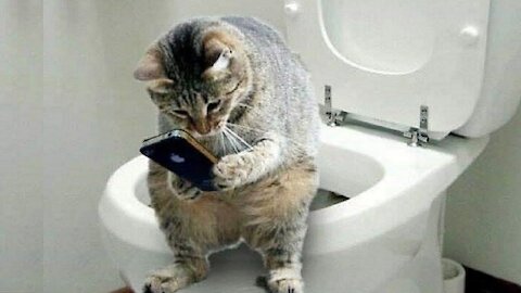 Very Funny and Cute Cat's Life