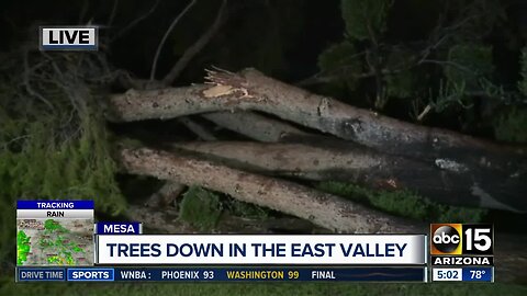 Storm downs trees, damages gas line in Mesa