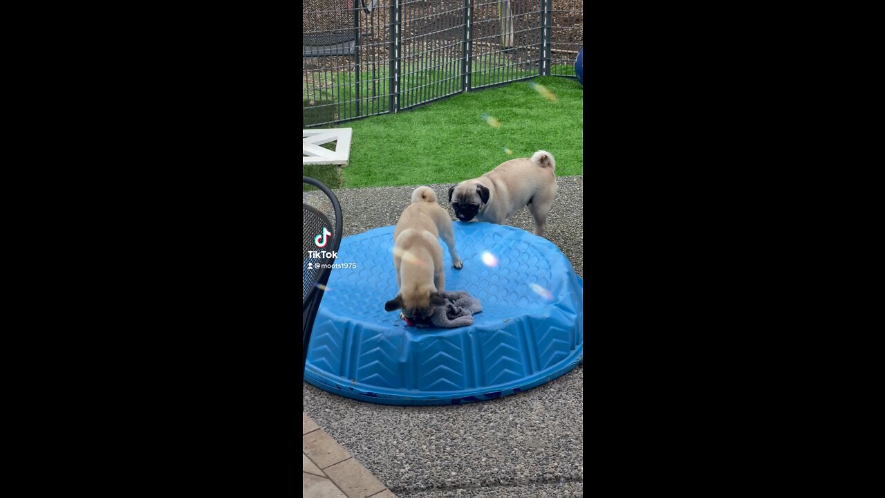 Pug life πΎπ