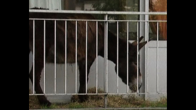 Donkey Has Adventure On Balcony