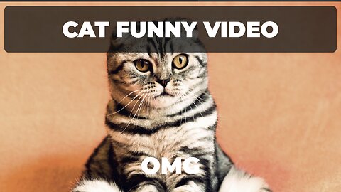 Funny Video Of Cat 🙀