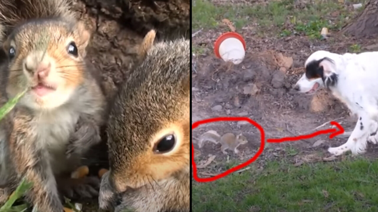 Brave Funny Baby Squirrels Eating Nuts Outside of My Home - My Dog Fear Of Them