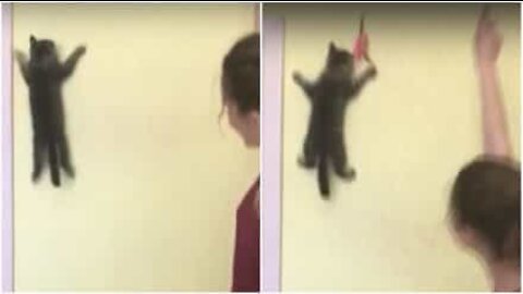 Hämähäkkimies vai kissa? Superkissa kiipeää seinälle lelun perässä!