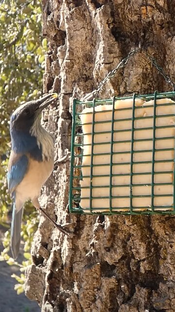 California Scrub-Jay 🐦Oak Tree Suet Nibble