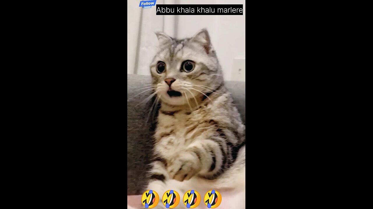funny cat 😝🤣🤣🤣🤣🤣