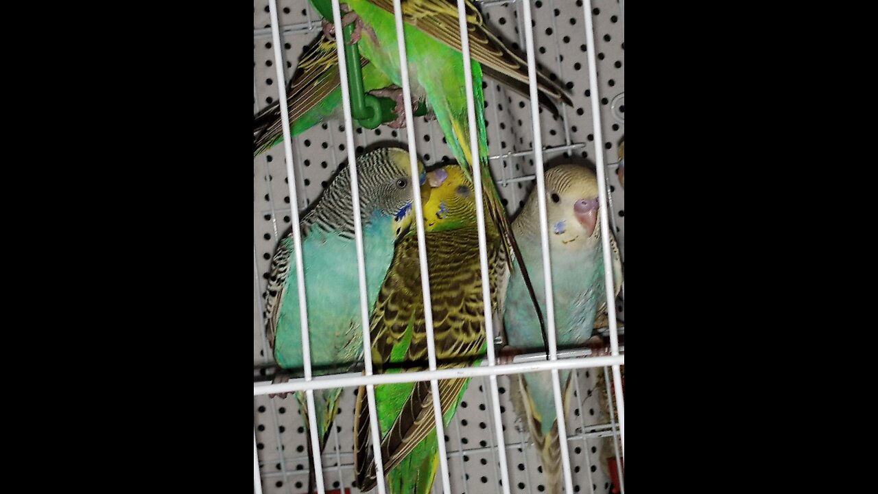 Cute Parrots romance.