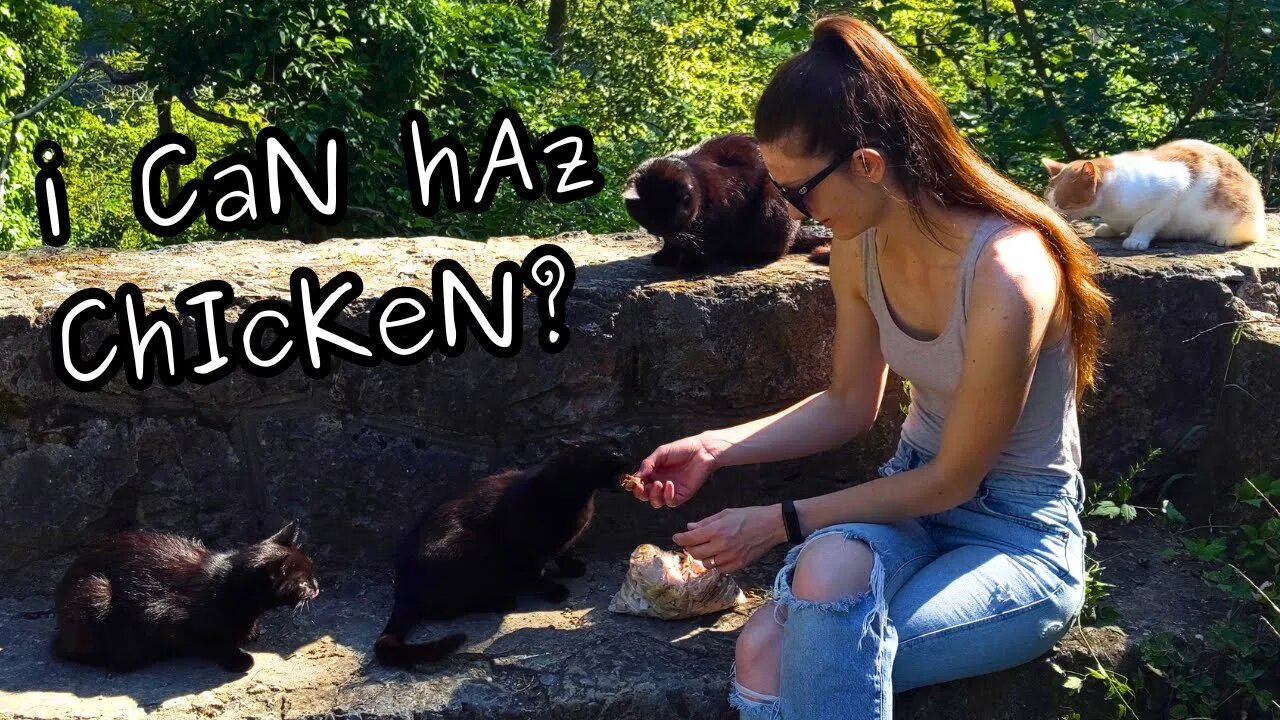 i CaN hAz ChIcKeN? - Feeding Stray Cats