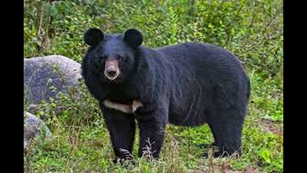 Cute Black Bear Cubs PURRING While Feeding