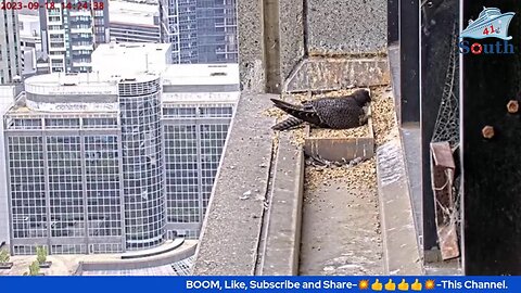 Live Peregrine Falcon Watch. Waiting For The Eggs To Hatch. South Facing. 18/09/2023.