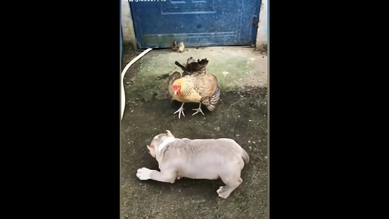 Chicken VS Dog Fight