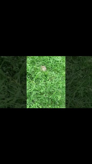 Котята На траве нашли потеряшка кролика