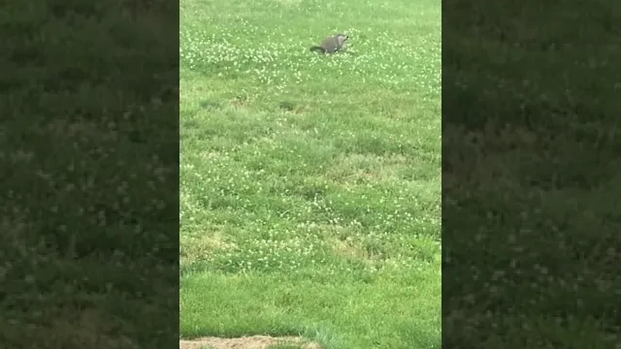 Groundhog Eating Grass