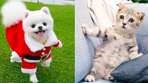 Cute and Funny Pets Videos Compilation 2021 | Cute Pets and Funny Animals Compilation 2021 | V: 13