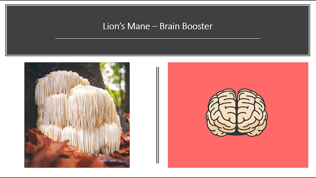 Lions Mane Mushroom Brain Booster