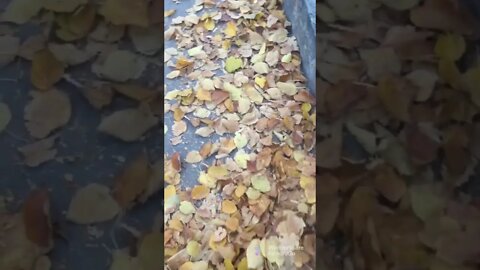 Its Autumn #shorts #autumn #turkey #ankara #naturephotography #shortsvideo #viral #viralvideo