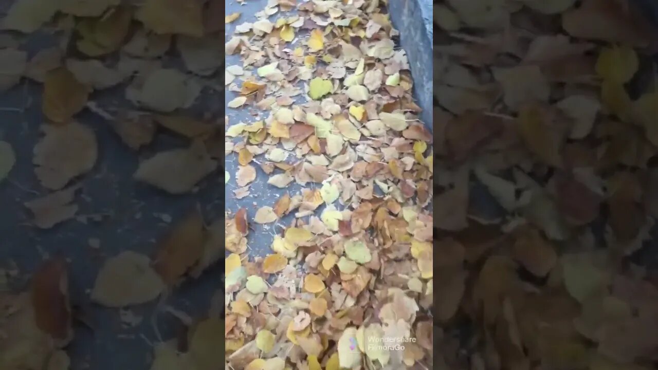 Its Autumn #shorts #autumn #turkey #ankara #naturephotography #shortsvideo #viral #viralvideo