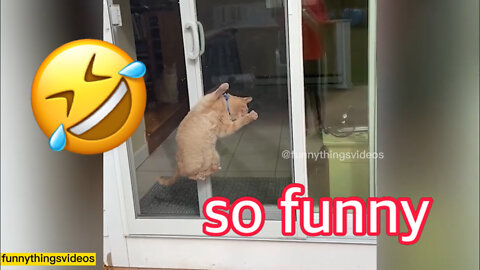 Funny Animal Videos Compilation (2022) 🐶🐱🤣🥰 #20