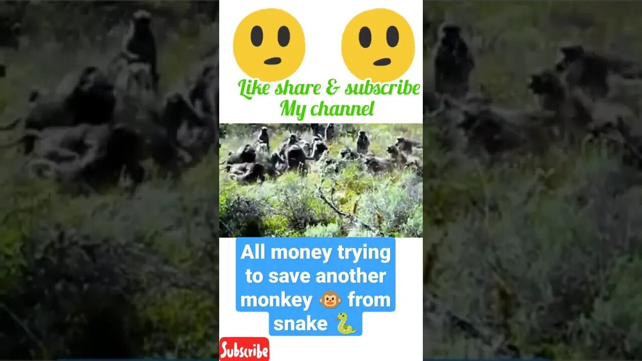 All money trying to save another monkey from snake 🐍#shorts #youtubeshorts