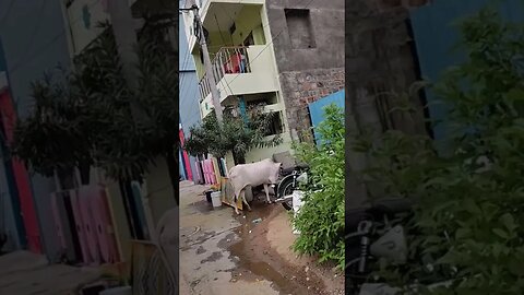 Beautiful cow in search of food beside house,#cow,#cowlover,#shortvideo,#animal,#animallover,#yt