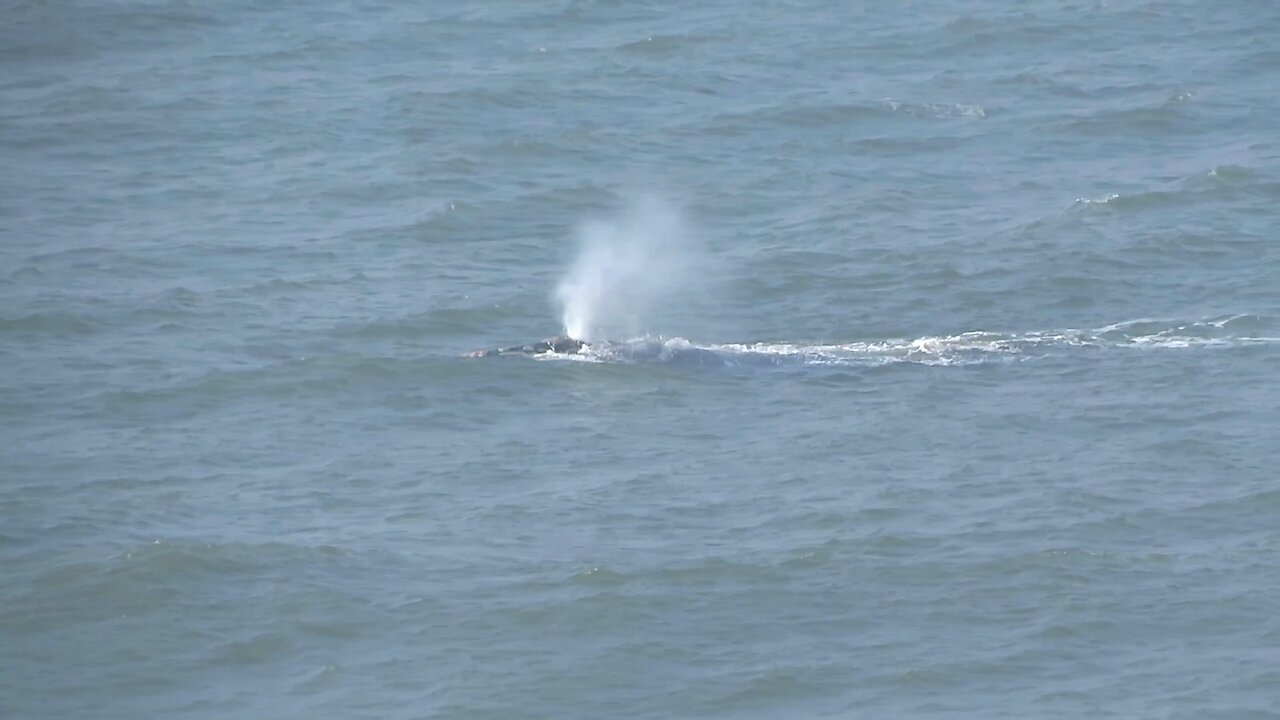 First Right Whales of the season show up a month late