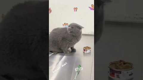 Cutest Tiktok Cat 🐈#cute #funnyanimals #funnyvideos #tiktok #cat 2022