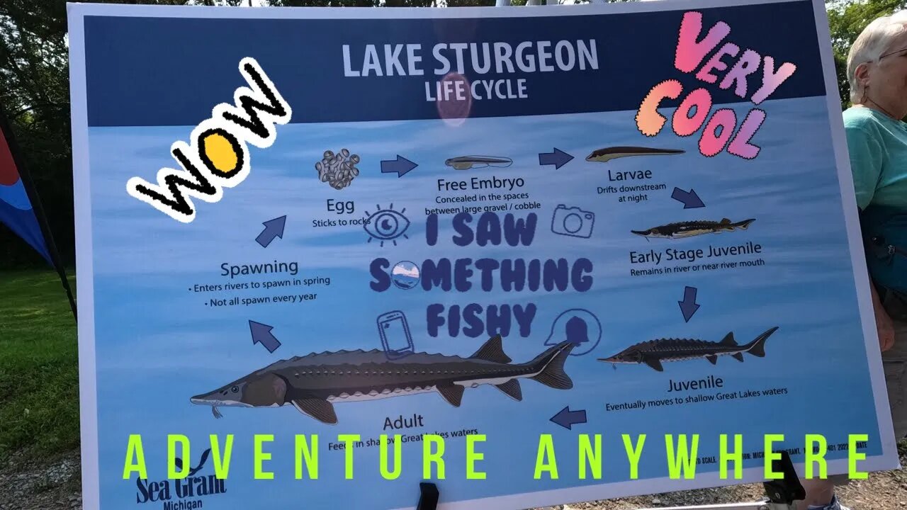 Saginaw Bay Watershed Lake Sturgeon Release 2023