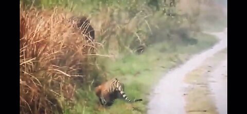 Tiger stalking Elephants