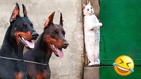 Funniest Cats And Dogs Videos 😁 - Best Funny Animal Videos 2023 🥰 Part :- 5
