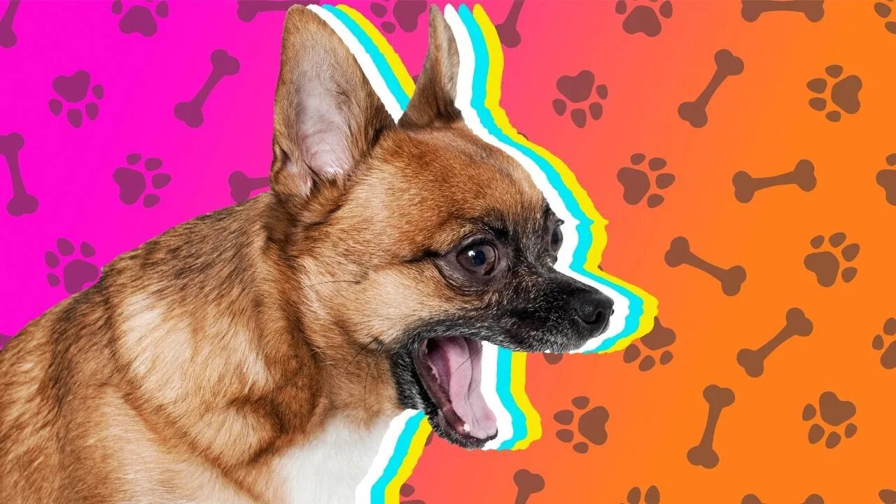 Best Funny Animal Videos of the 2022 🤣 - Funniest Cats and Dogs Videos 😺😍 Par#4