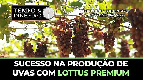 Sucesso na produção de uvas com Lottus Premium