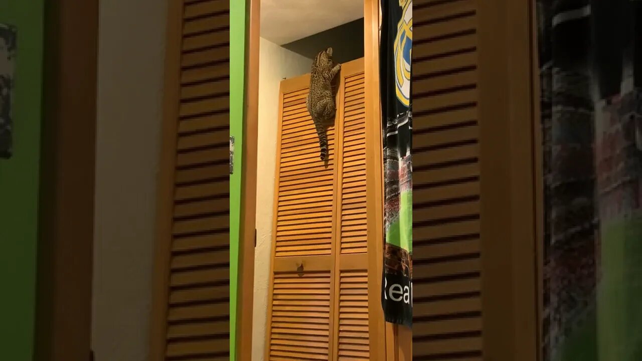 Spidercat breaks the wall down