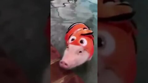 This pig thinks himself Nemo #shorts