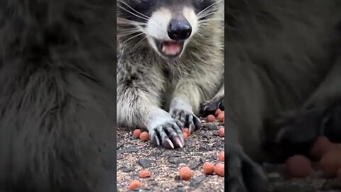 #raccoons #raccoon #viral #fyp #shorts #short #reels #reel #funny #nature #funnymoments #funnyracoon