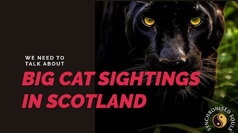 We need to talk about Big Cat sightings UK