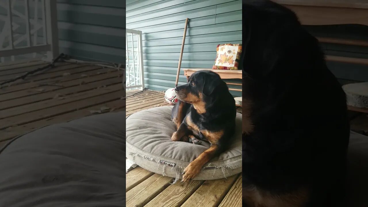 Rottweiler In Protective Mode 🤗💖 #rottweiler #shorts
