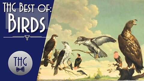 The Best of:Birds