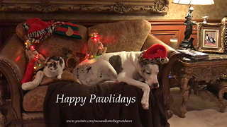 Sleepy Great Dane and Three Cats Enjoy Christmas Decorations