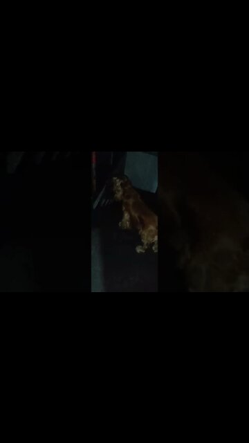 #dogshow , #animals , #dog , #shorts