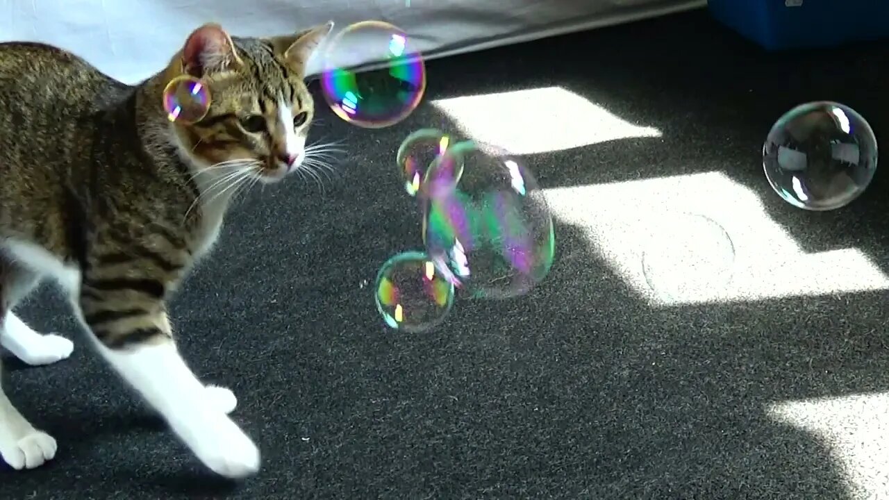 The Reaction of the Little Cat to Soap Bubbles