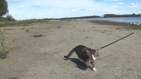 Kitten Rudolph Goes Fishing at a River