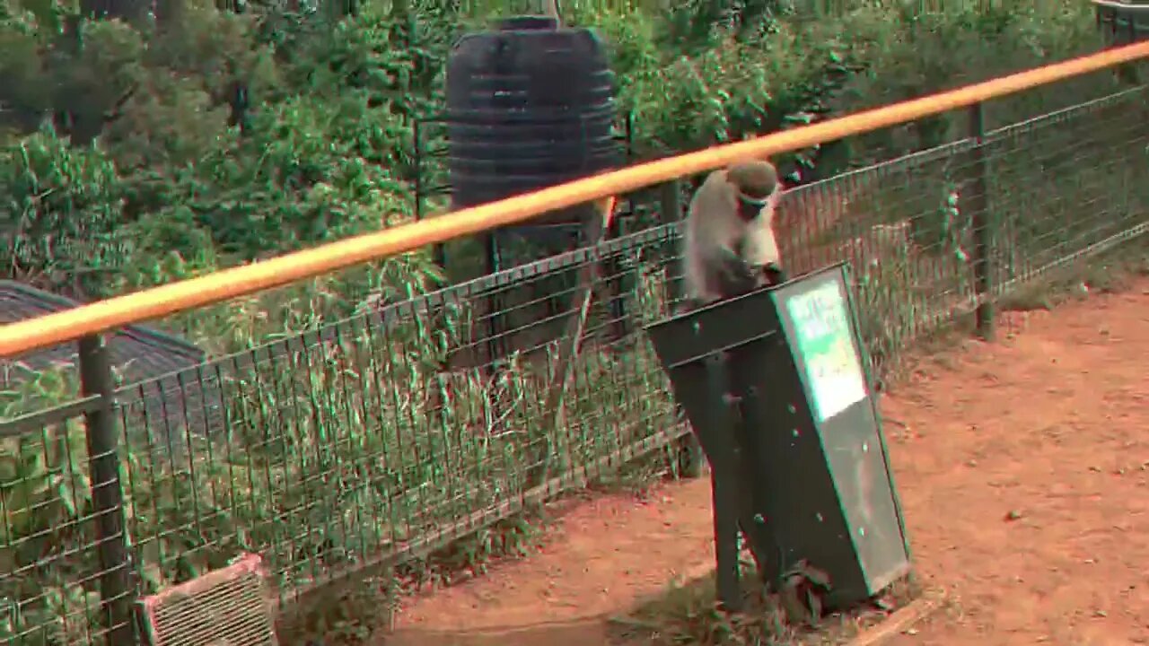 Entebbe Zoo Part 2