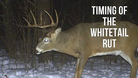 Timing of the whitetail rut North and south