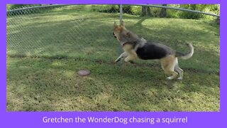 Gretchen the WonderDog chasing a Squirrel